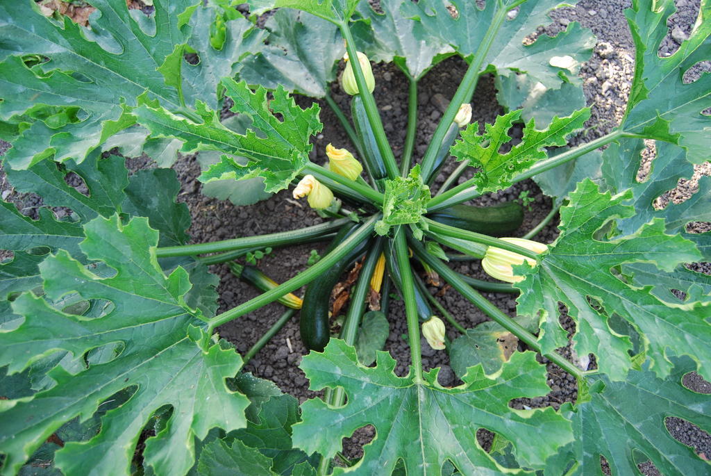 Bed&Brood De Straverdonk Graft Rum bild