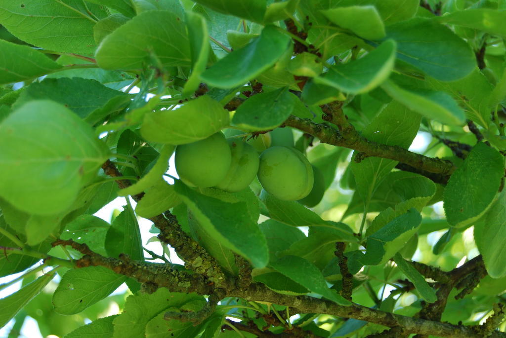 Bed&Brood De Straverdonk Graft Rum bild