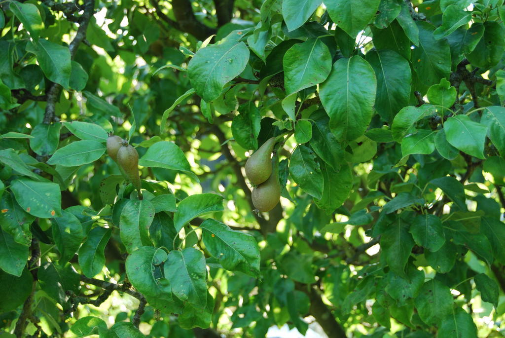 Bed&Brood De Straverdonk Graft Rum bild