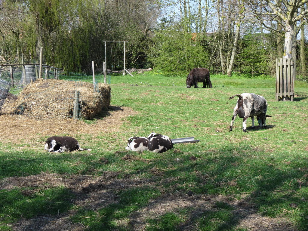 Bed&Brood De Straverdonk Graft Rum bild
